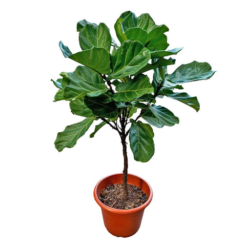 Ficus Lyrata Topiary