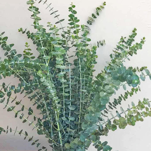 FreshCut Eucalyptus