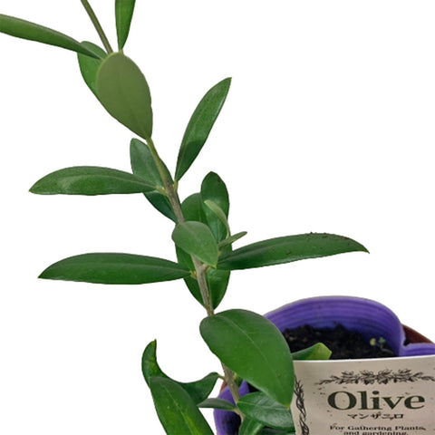Olive Tree 橄榄 オリーブ (JAPAN)