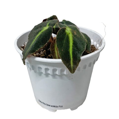 Begonia Listada