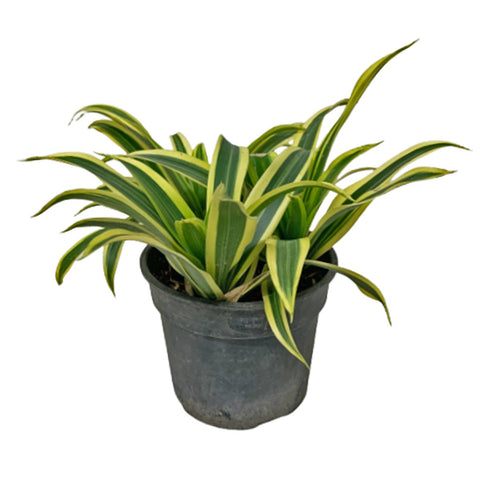 Dracaena Reflexa (Song of India)