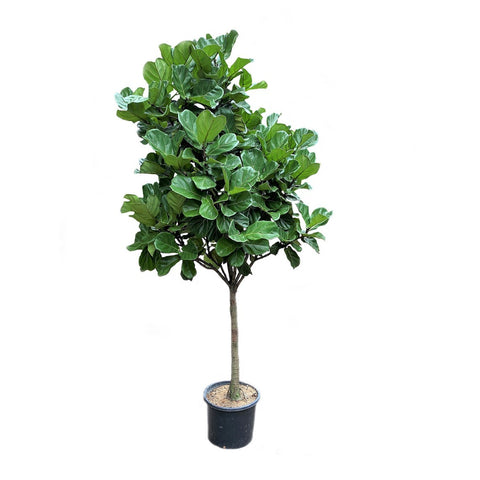 Ficus Lyrata (1.6m and above)
