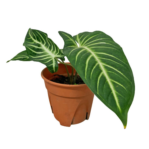 Caladium (Xanthosoma) Lindenii