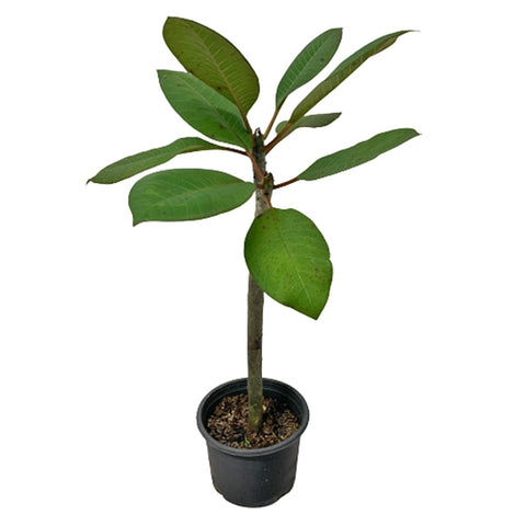 Frangipani Plant (Plumeria)