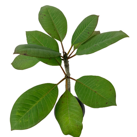 Frangipani Plant (Plumeria)