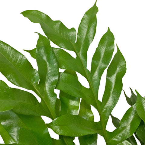 Drynaria Rigidula (Basket Fern)