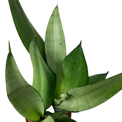 Sansevieria Trifasciata 'Moonshine'