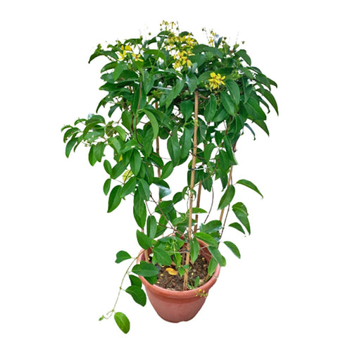 Tristellatea Australasiae (Maiden Jealousy)