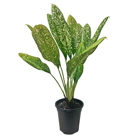 Aglaonema 'White Valentine'