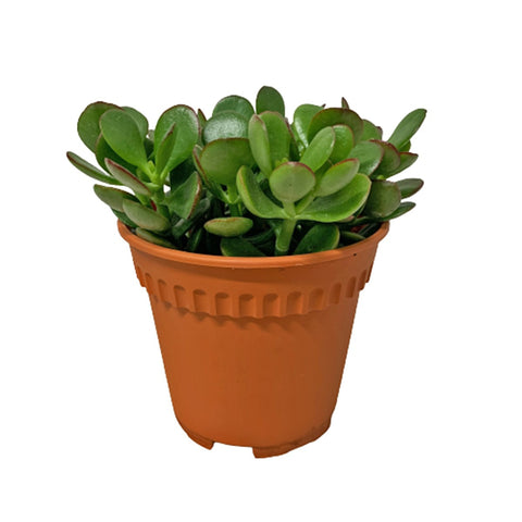 Crassula Ovata (Jade Plant)
