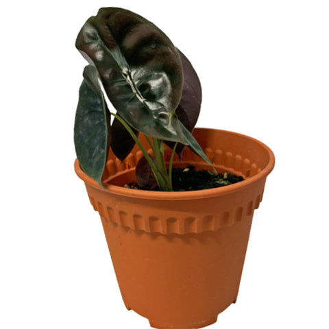 Alocasia Cuprea