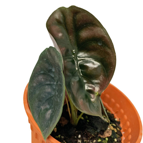 Alocasia Cuprea