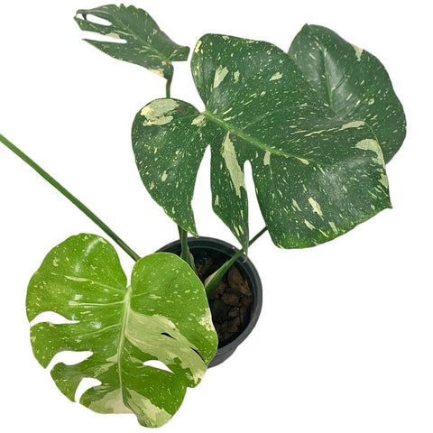 Monstera Thai Constellation