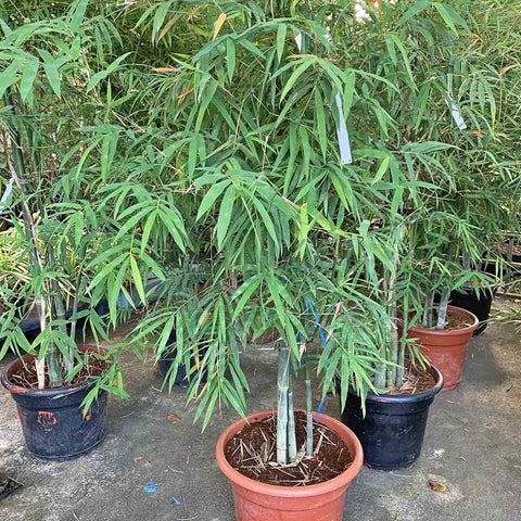 Bamboo Plant (Bambusa spp)