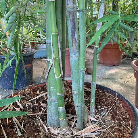 Bamboo Plant (Bambusa spp)
