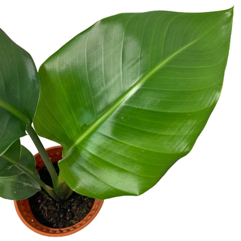 Strelitzia Alba (Birds of Paradise)
