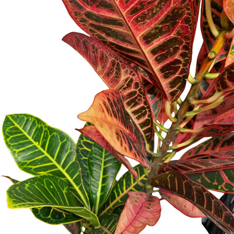 Croton Petra (Codiaeum Variegatum)
