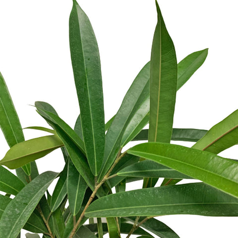 Ficus 'Amstel King' (Ficus Alii Tree)