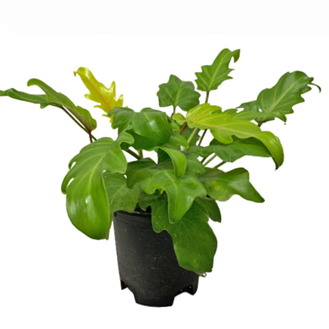 Philodendron Xanadu 'Golden'