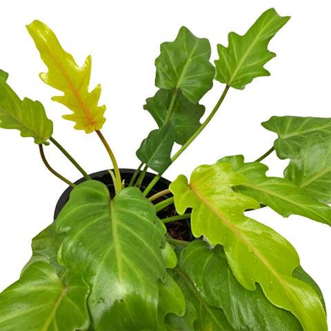 Philodendron Xanadu 'Golden'