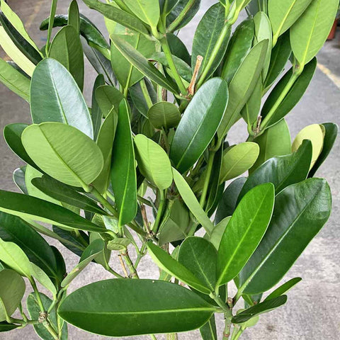 Garcinia Subelliptica 菲島福木 (Happiness Tree)