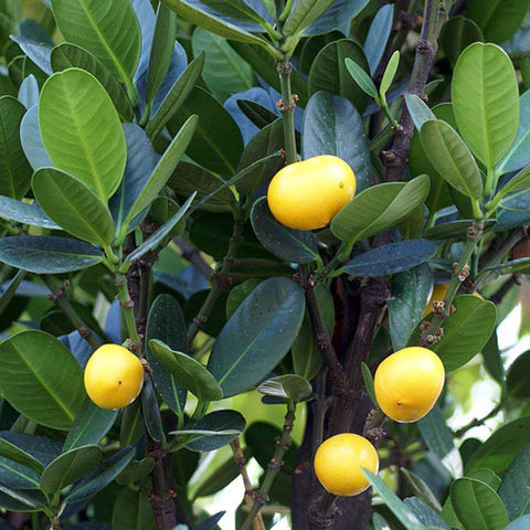 Garcinia Subelliptica 菲島福木 (Happiness Tree)