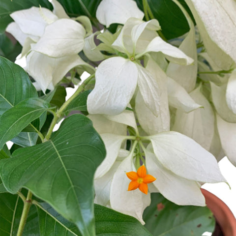 Mussaenda Philippica 'Snow Queen'