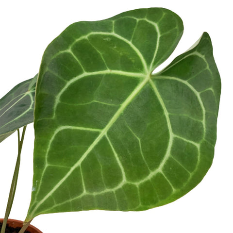 Anthurium Clarinervium (HOLLAND)