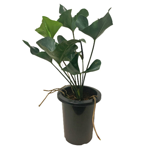 Anthurium Arrow