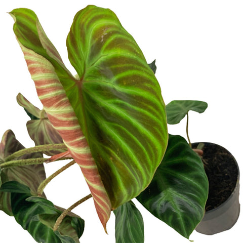 Philodendron Verrucosum 'incensi'