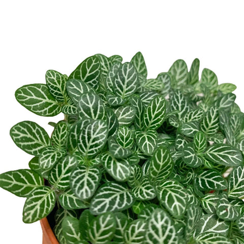 Fittonia Albivenis (Mosaic Plant)