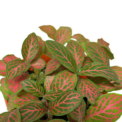 Fittonia Albivenis (Mosaic Plant)