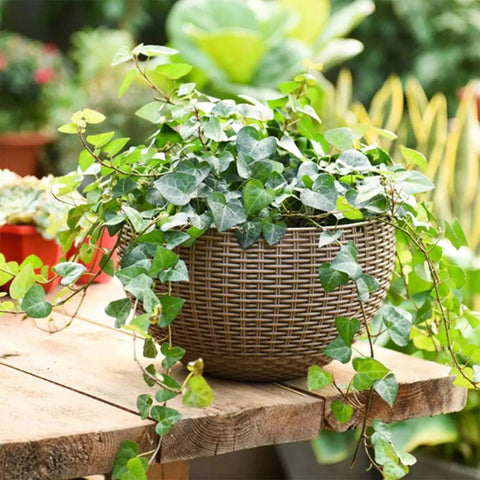 Plastic Rattan-Design Hanging Pot