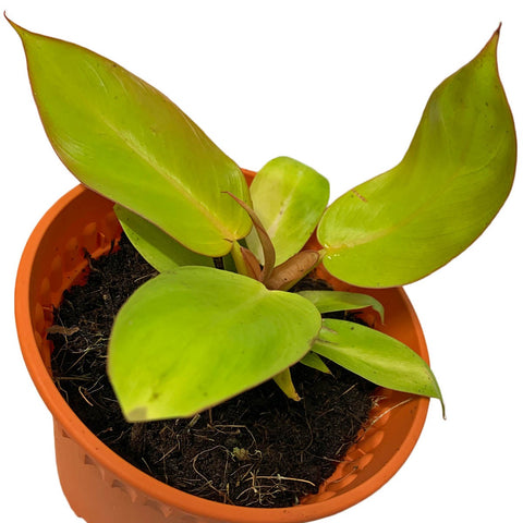 Philodendron Prince Of Orange