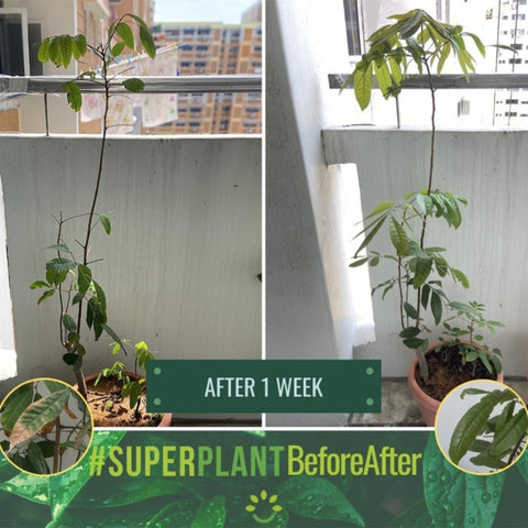 SUPERPLANT 5-in-1 Organic Plant Booster (Nature Hut)