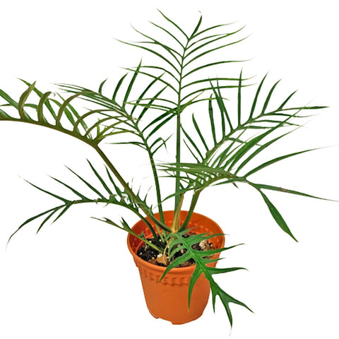 Philodendron Tortum