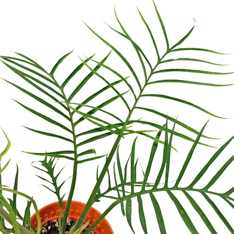 Philodendron Tortum