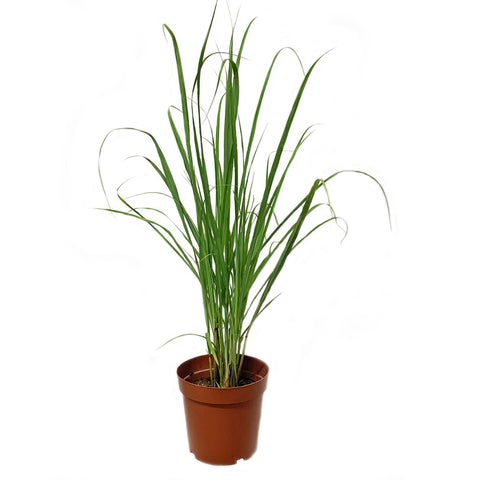 Lemongrass 柠檬草 (Cymbopogon Citratus)
