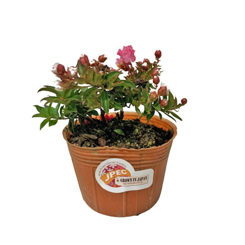 Lagerstroemia Bonsai (Crepe Myrtle)