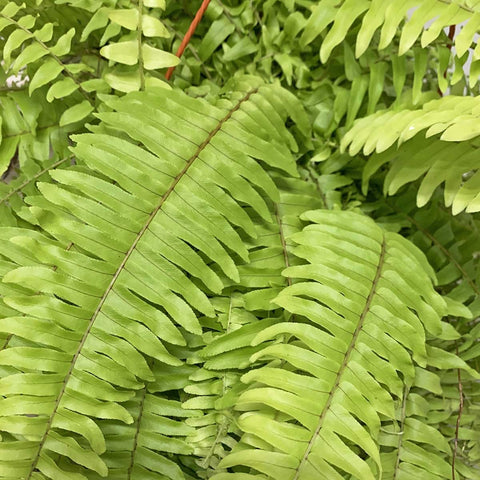 Golden Boston Fern (Nephrolepis Exaltata)