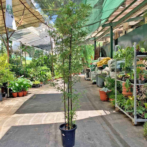 Black Bamboo (Phyllostachys Nigra)