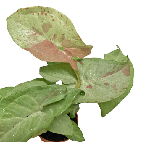 Syngonium Podophyllum 'Milk Confetti' (Arrowhead Plant)