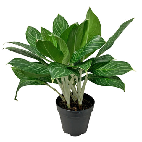 Aglaonema Mongkron Yoke
