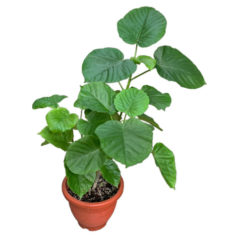 Ficus Umbellata
