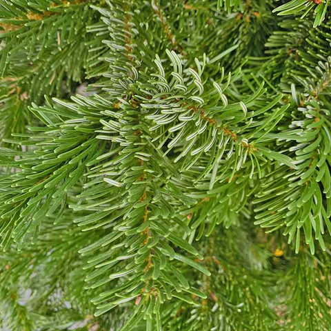 (Without Stand) 10-11ft PREMIUM NOBLE FIR Live Christmas Tree