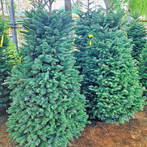 (Without Stand) 10-11ft PREMIUM NOBLE FIR Live Christmas Tree