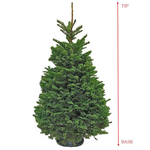 (Without Stand) 10-11ft PREMIUM NOBLE FIR Live Christmas Tree