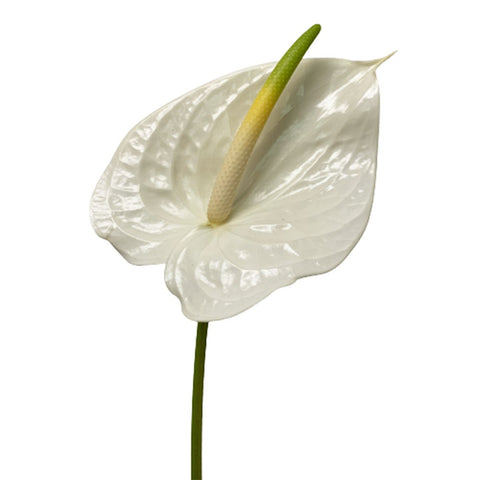 FreshCut Anthurium