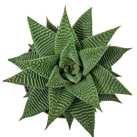 Haworthia fasciata 'Limifolia Spider White'