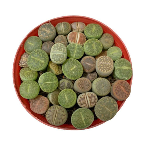 Lithops (Living Stone)